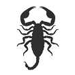 Scorpion control services with Rentokil in Dallas and Fort Worth Texas